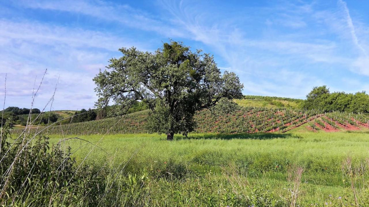 Haus mit Seele im Nahetal Weinsheim  Exterior foto